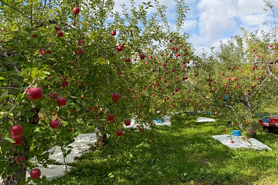大鰐あじゃら山村活性化対策協議会