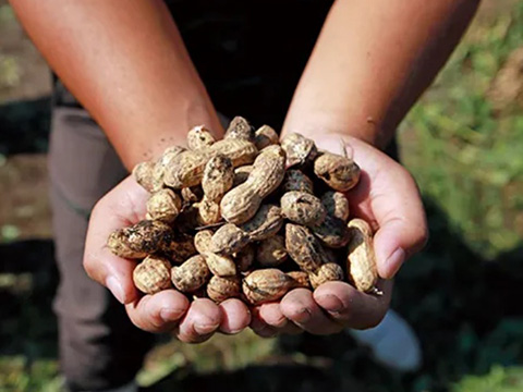 財団 ハムベーコン