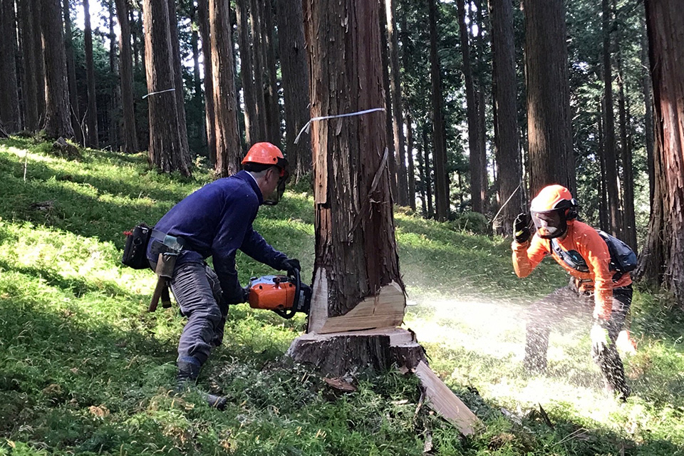吉野林業