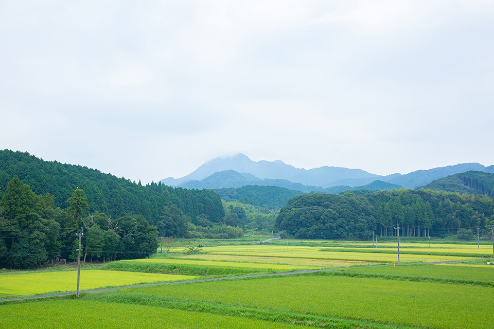 一般社団法人野草の里やまうら